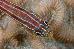 Striped Threefin, Helcogramma striata.  Ningaloo Reef, We... by Ross Gudgeon 